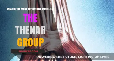 Unveiling the Most Superficial Muscle of the Thenar Group