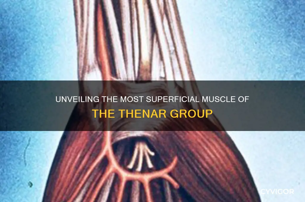 what is the most superficial muscle of the thenar group