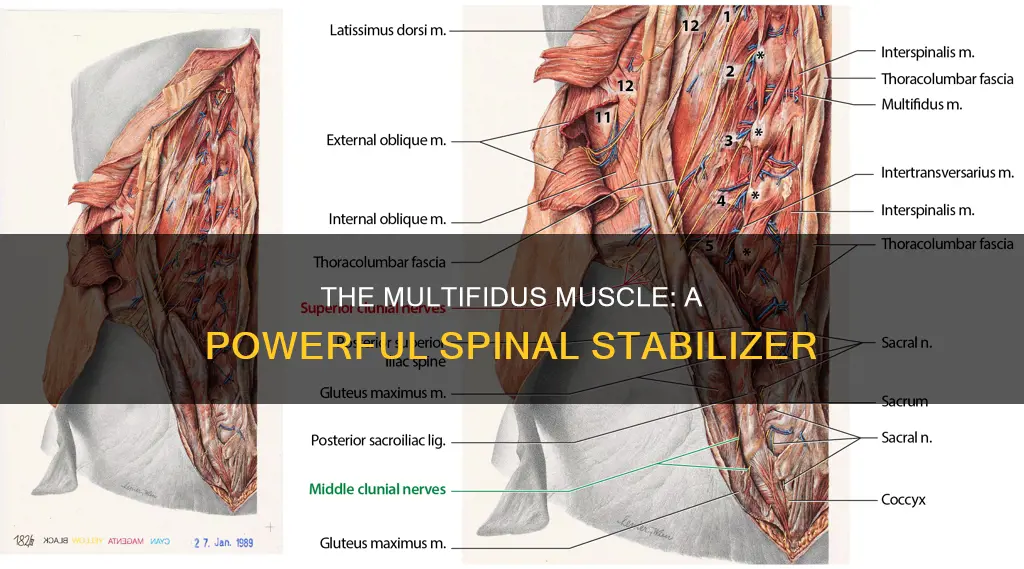 what is the multifidus muscle