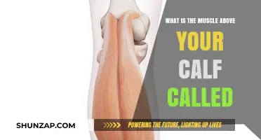 Unveiling the Hidden Powerhouse: The Muscle Above Your Calf