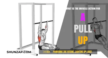 Mastering Pull-Ups: Understanding the Key Muscle Actions Involved