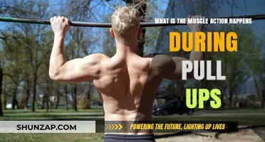 Understanding Muscle Activation During Pull-Ups: A Comprehensive Breakdown