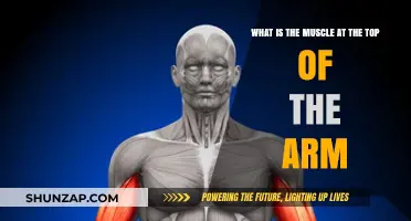 Understanding the Biceps: The Muscle at the Top of Your Arm
