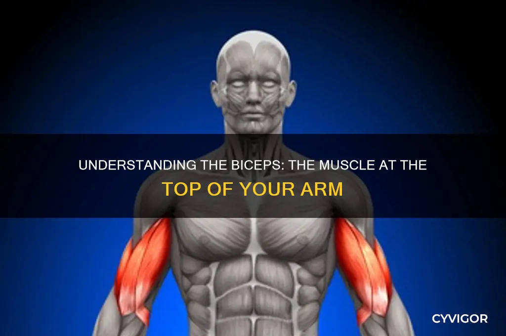 what is the muscle at the top of the arm