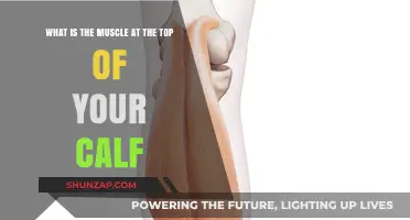 Understanding the Gastrocnemius: Your Calf's Powerhouse Muscle