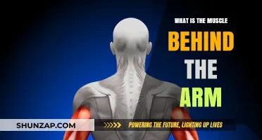 Understanding the Triceps: The Powerful Muscle Behind Your Arm