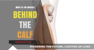 Unveiling the Powerhouse Behind Your Calf: The Gastrocnemius Muscle