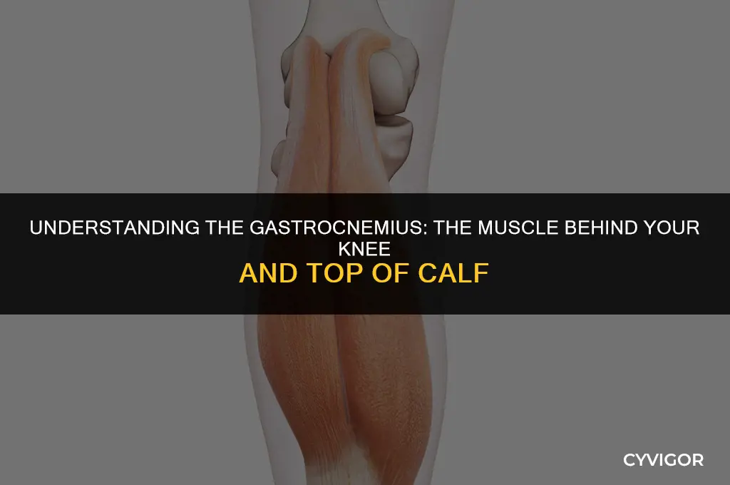what is the muscle behind the knee top of calf