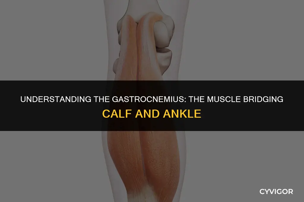 what is the muscle between the calf and ankle