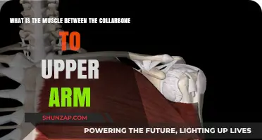 Understanding the Pectoralis Major: Collarbone to Upper Arm Muscle Explained