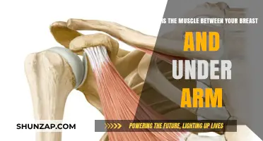 Understanding the Pectoralis Minor: The Muscle Between Breast and Underarm