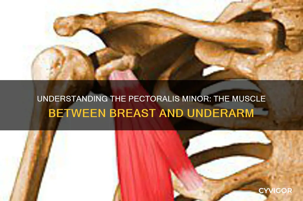 what is the muscle between your breast and under arm