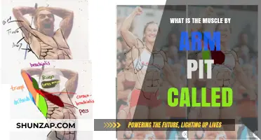 Discover the Muscle Near Your Armpit: Its Name and Function