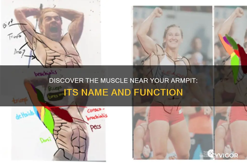 what is the muscle by arm pit called