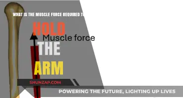 Understanding the Muscle Force Needed to Maintain Arm Position