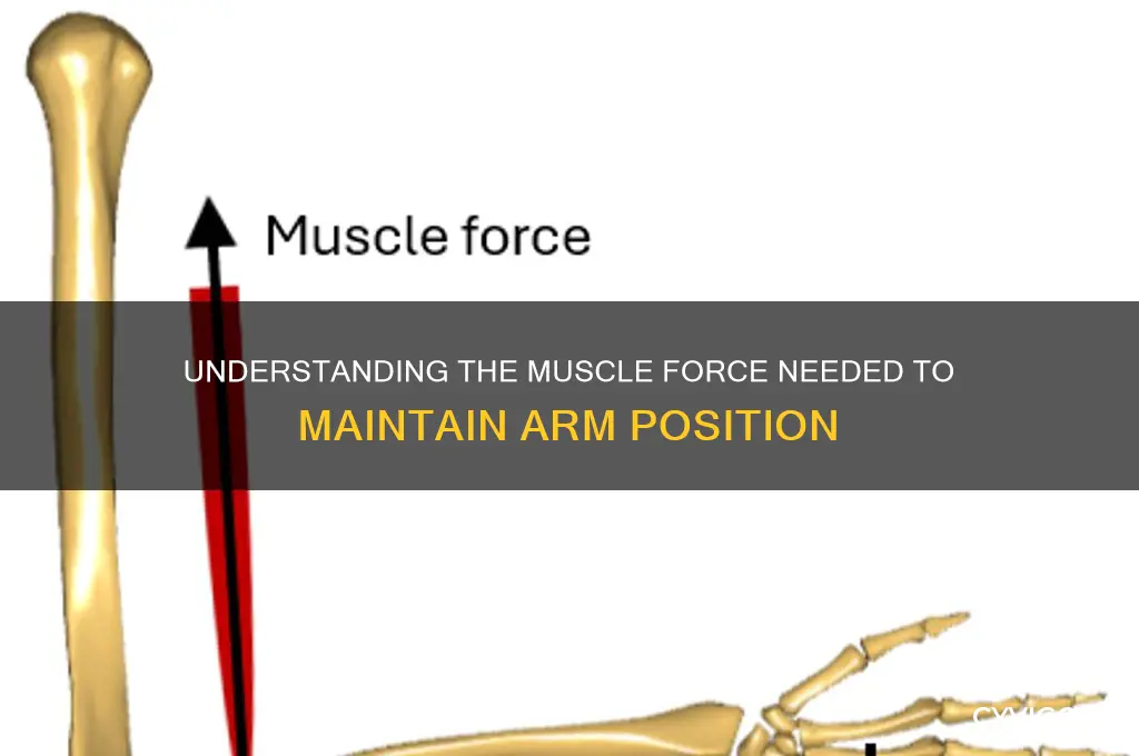 what is the muscle force required to hold the arm