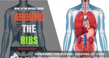 Understanding the Rib Cage: Exploring the Surrounding Muscle Groups