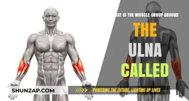 Understanding the Muscle Group Surrounding the Ulna: Anatomy Explained