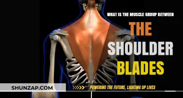 Strengthening the Muscles Between Your Shoulder Blades: A Comprehensive Guide