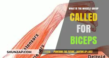 Understanding the Biceps: Muscle Group, Function, and Training Essentials