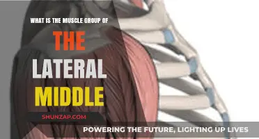 Understanding the Lateral Middle Muscle Group: Anatomy and Function Explained