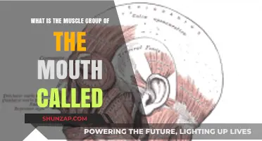 Unveiling the Oral Muscles: Exploring the Mouth's Muscle Group
