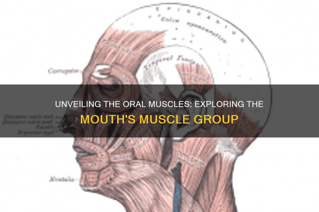 what is the muscle group of the mouth called