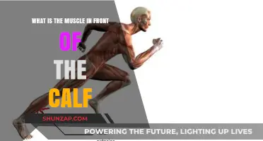 Exploring the Anatomy: The Muscle in Front of Your Calf