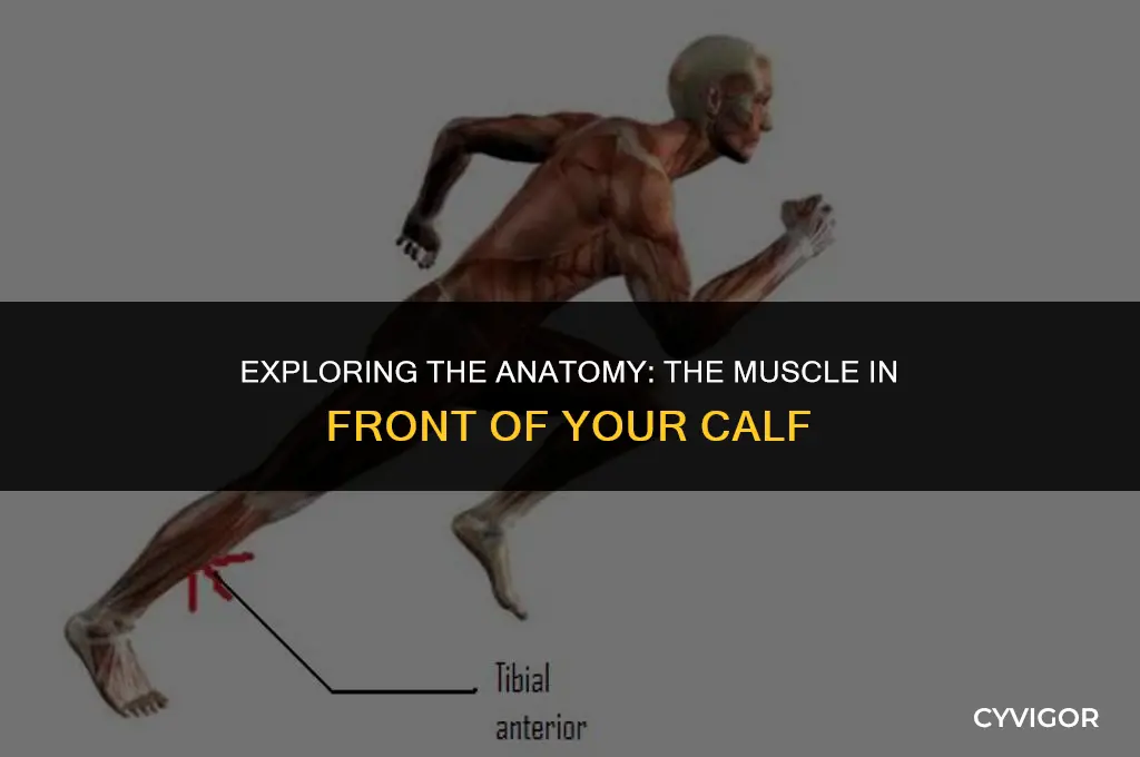 what is the muscle in front of the calf