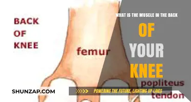 Understanding the Popliteus: The Hidden Muscle Behind Your Knee