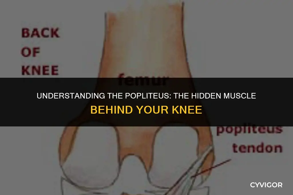 what is the muscle in the back of your knee