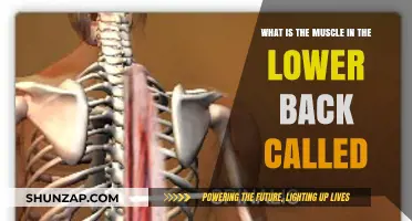 Unveiling the Mystery: The Lesser-Known Muscle of the Lower Back