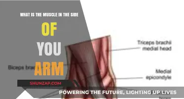 Understanding the Brachioradialis: The Muscle on the Side of Your Arm