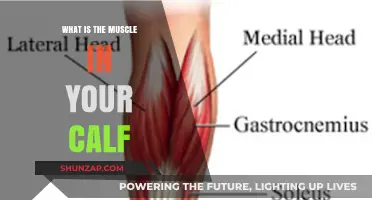 Unveiling the Powerhouse of Your Calf: The Gastrocnemius Muscle