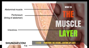 The Muscular System: Understanding Muscle Layers