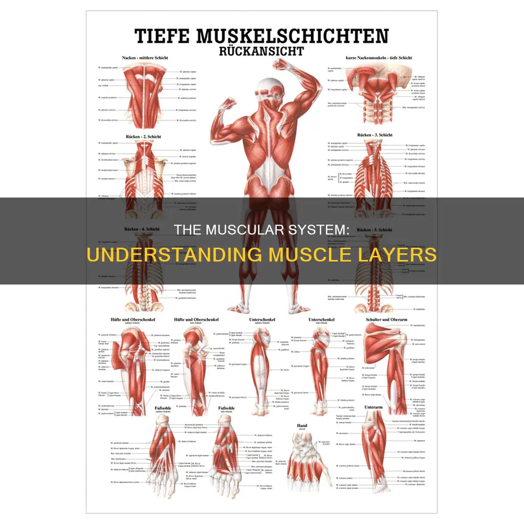 what is the muscle layer