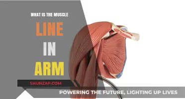 Understanding the Muscle Line in Your Arm: Anatomy and Function