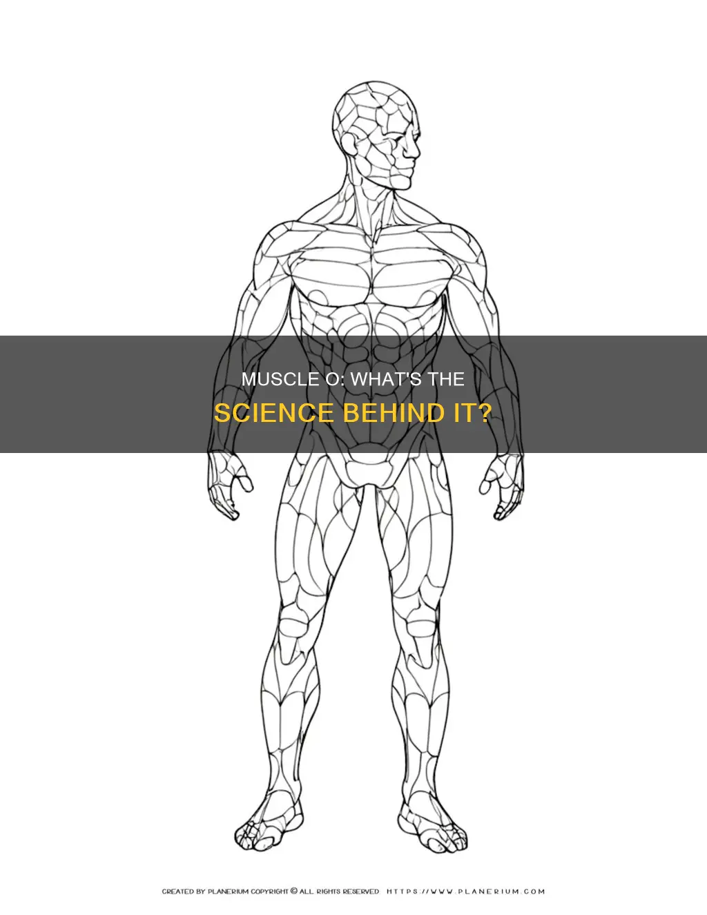 what is the muscle o