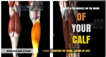 Unveiling the Inner Calf Muscle: Anatomy and Function Explained