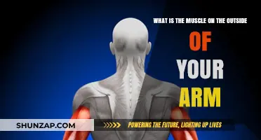 Understanding the Triceps: The Muscle on the Outside of Your Arm
