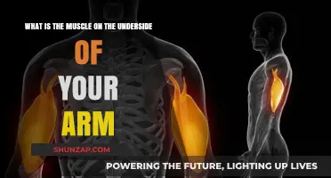 Understanding the Triceps: The Muscle on the Underside of Your Arm