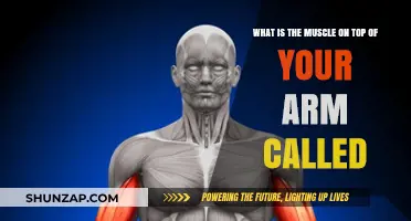 Understanding the Biceps: The Muscle on Top of Your Arm Explained