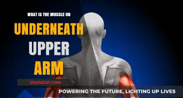 Understanding the Triceps: The Muscle Beneath Your Upper Arm Explained