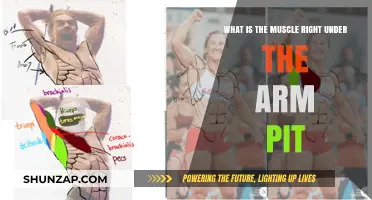 Understanding the Muscle Beneath Your Armpit: Anatomy and Function Explained