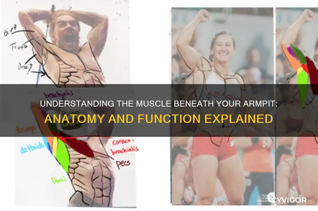 what is the muscle right under the arm pit