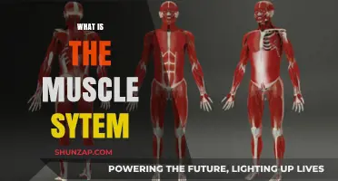 The Muscular System: Understanding Our Muscles' Intricate Network