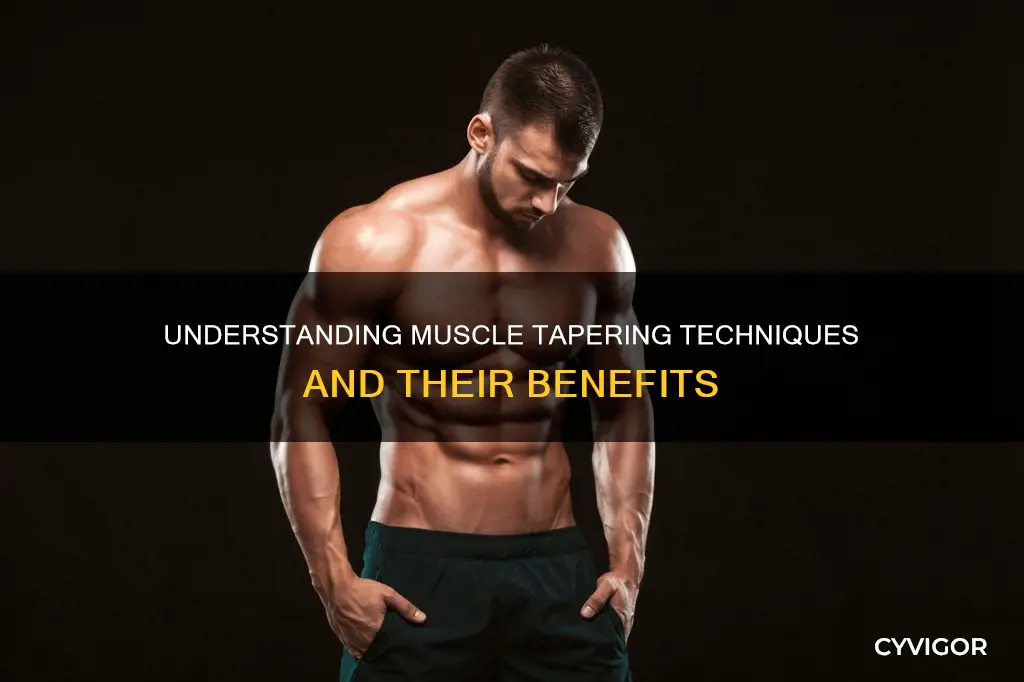 what is the muscle tapre