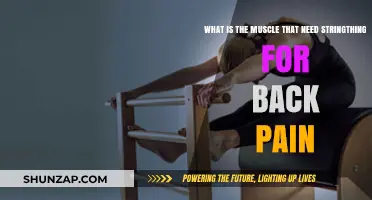Strengthening Your Multifidus Muscle: The Key to Relieving Back Pain