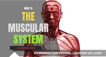 The Muscular System: Understanding Our Body's Engines