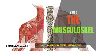 Understanding the Complex Musculoskeletal System and its Functions